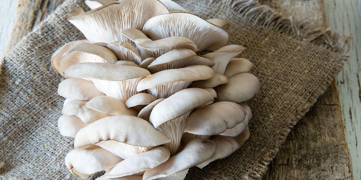 Fresh Oyster Mushrooms