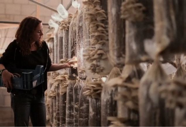 Mushroom Consulting Services